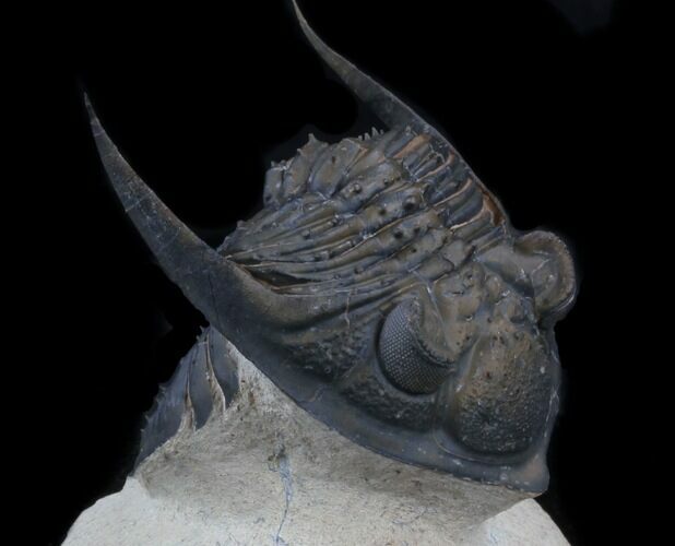 Bumpy Zlichovaspis Trilobite - Great Eye Facets #34505
